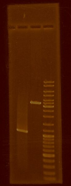 File:PCRpurified vs plasmidDigested.1August.2011.JPG