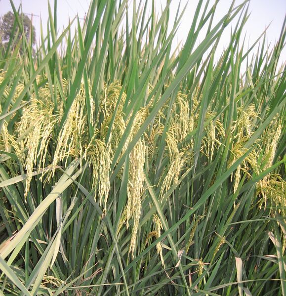 File:Riceplant.jpg