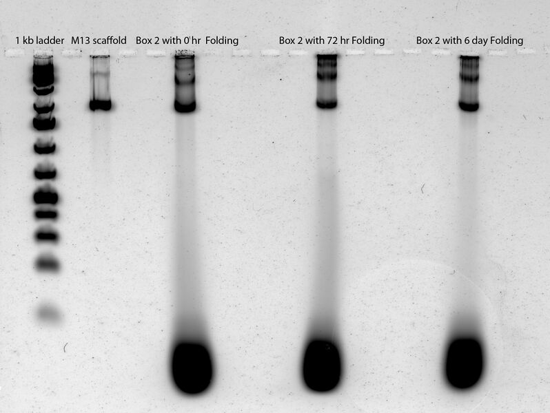 File:2011-07-12 gel scan 2.jpg