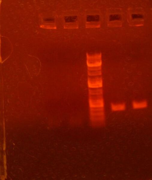 File:6-24 synthesis.jpg