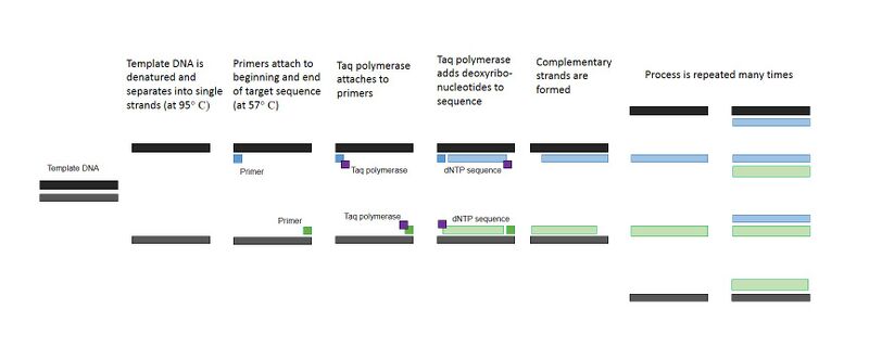 File:Group9 PCR.jpg