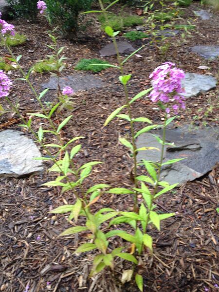 File:Nbonan 12 07 2014 plant1.JPG