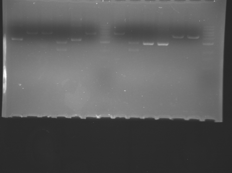 File:WR Blue low DD20109 F14.bmp