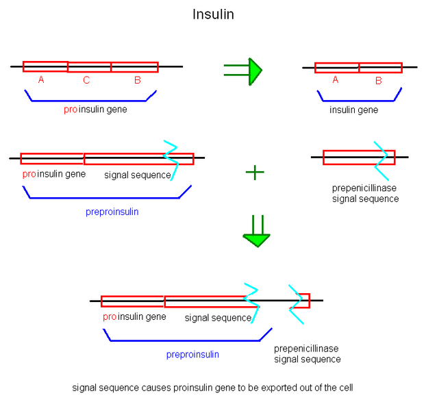File:Insulin.bmp