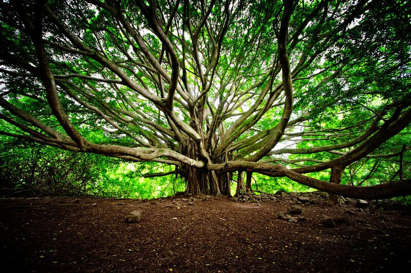 File:The tree of life by isacg-d4nxdpf.jpg