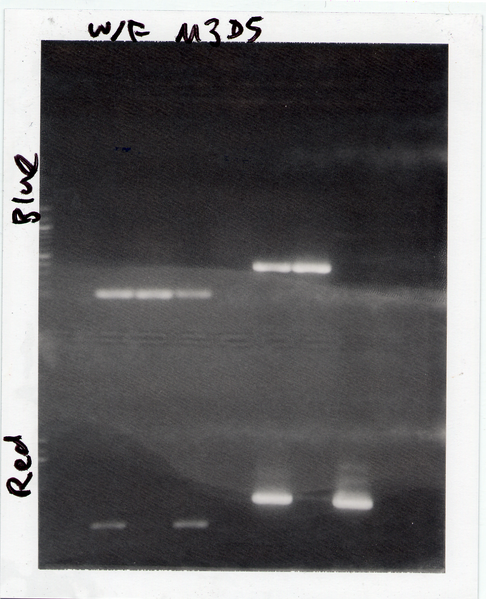 File:20.109-S08-M3D5 WF BR2.tif