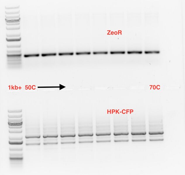 File:2015-10-30 ZeoR CFP phusion PCR.jpg