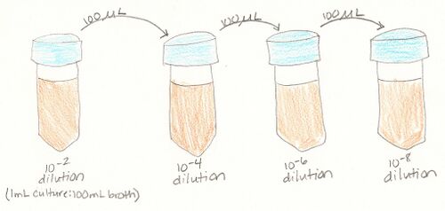 Diagram of Serial Dilutions of Hay Infusion Culture
