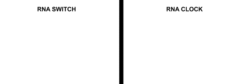 File:RNA Animation v5-1.gif