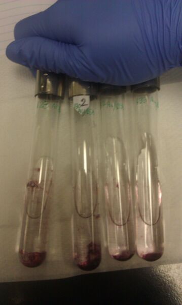 File:20120830 128133AuBSA.jpg