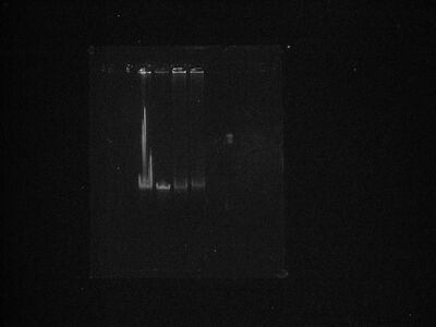 This is the destain picture in b&w with brightness adjustment.