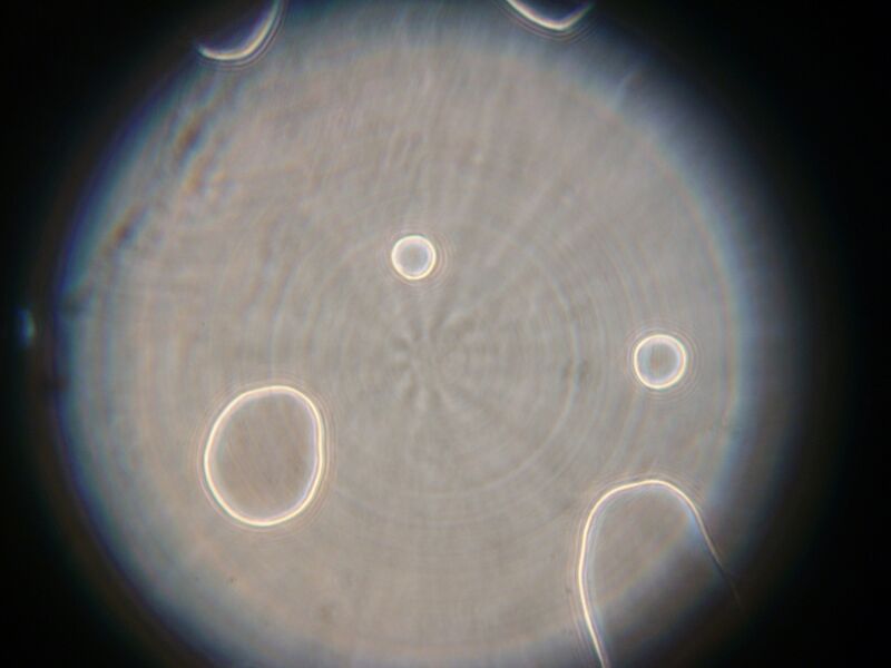 File:IC07 image172.jpg