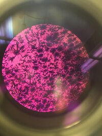 Picture of 100-fold Serial Dilution results from the Hay Fusion Culture