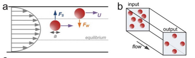 Figure 3. Lift forces resulting in equilibrium positions [5]