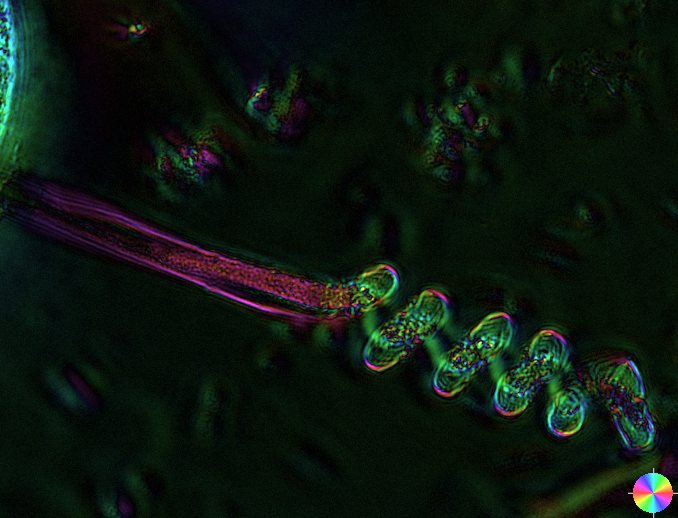 File:0217 1104 42 z9.tif