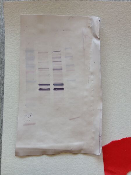 File:S14 M2D4 WF-Red.JPG