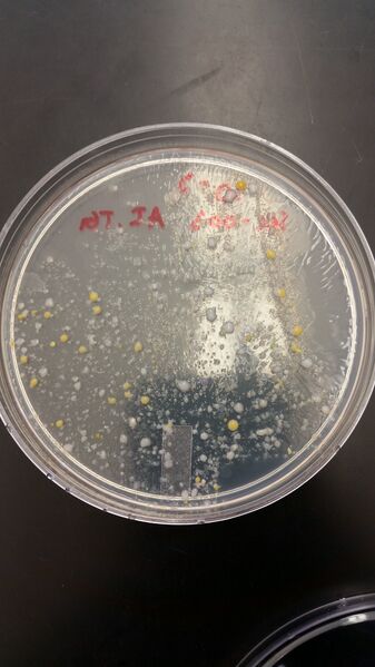 File:10^-3 non-TET.jpg