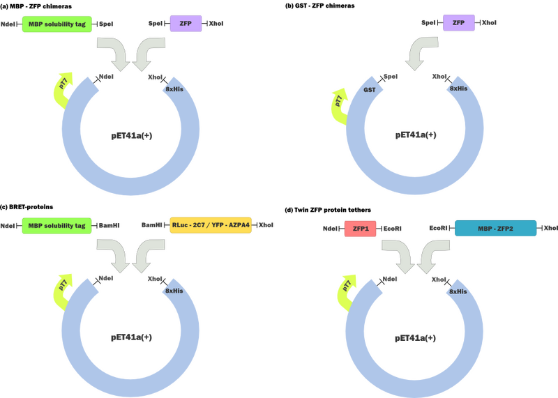 File:Cloning ALL.png