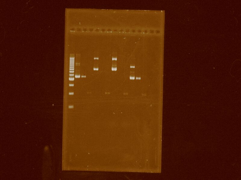 File:ElectrophoresisGel24Sep2011Digestions EcoRV XhoI.JPG