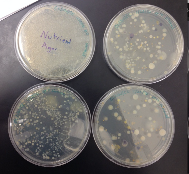 File:Nutrient Agar.jpg
