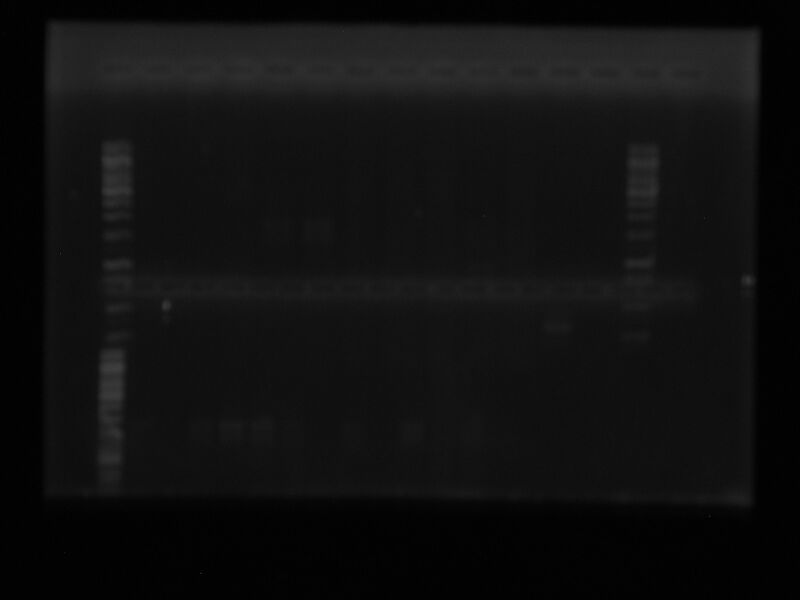 File:PCR extr plas.JPG