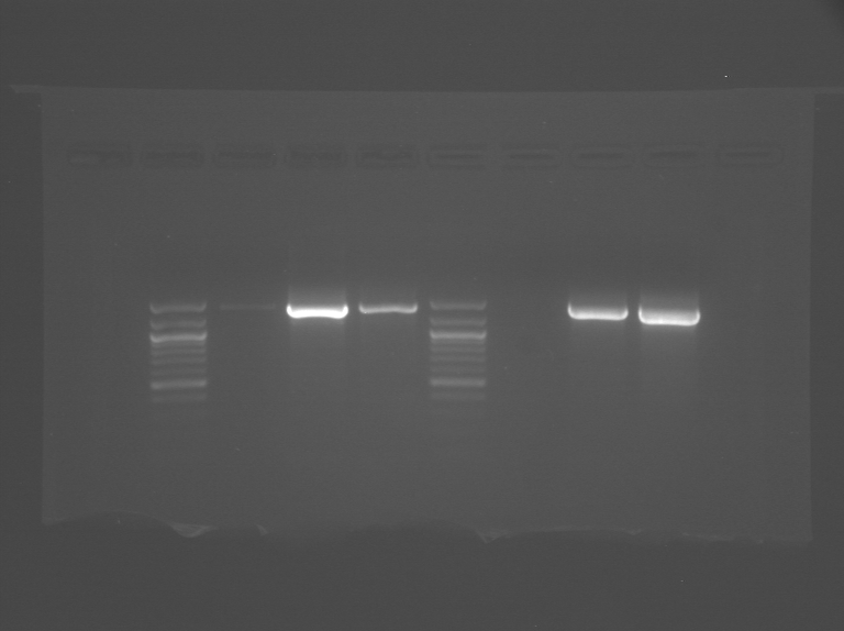 File:Pink platinum WF.tif