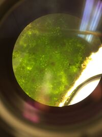 Plant #3 under microscope