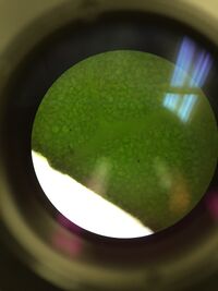 Plant #4 under microscope