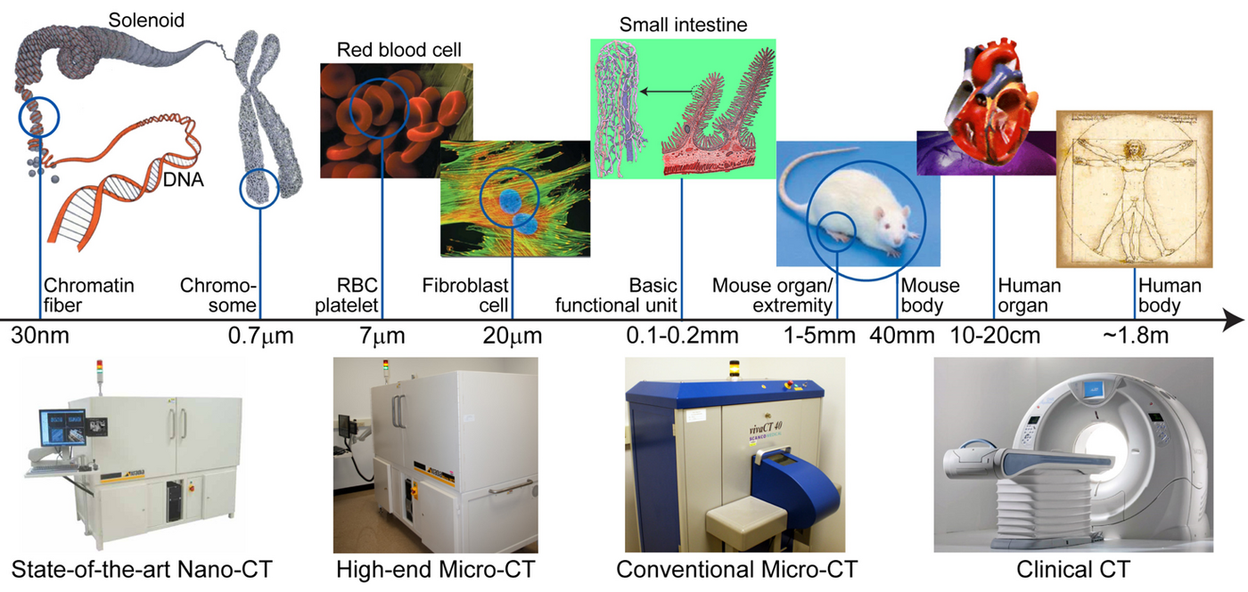 CT Imaging, by Elizabeth Swanson - OpenWetWare