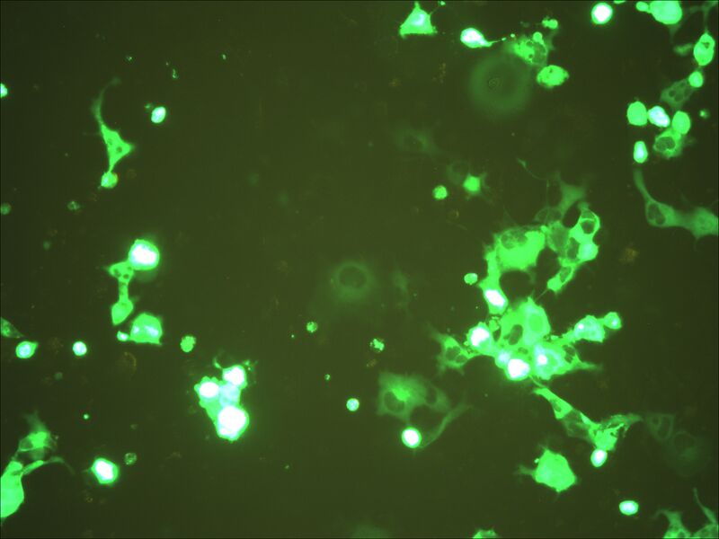 File:Construction of fluorescent biosensor.pdf