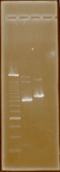 File:HydG PFOR2.BandExtracted.jpg