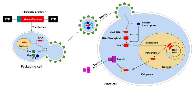 File:Lentivirus particle.png