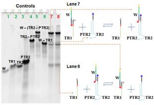 random walking in solution