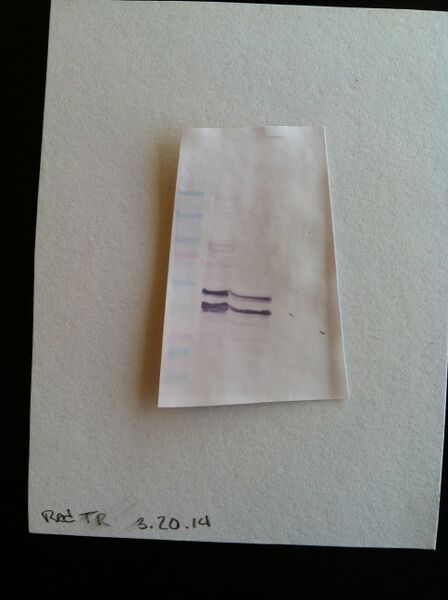 File:S14 M2D4 TR-red.JPG