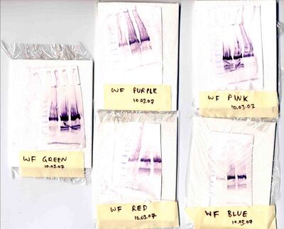 you should cut and paste your team's blot for your portfolio submission