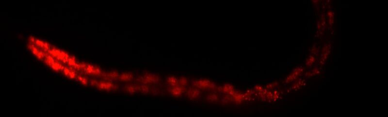 File:Wiki billede a.jpg