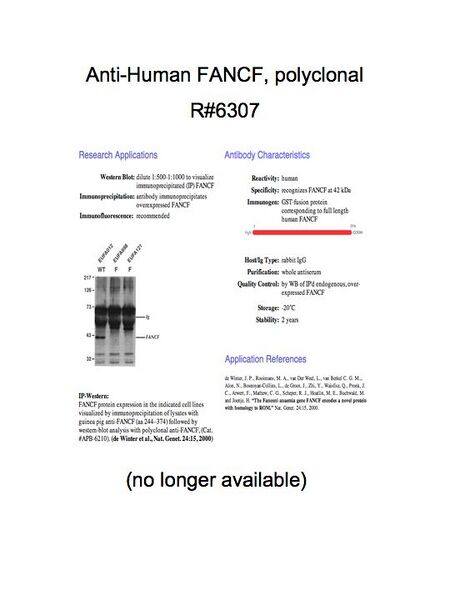 File:AntibodyFANCF.jpg