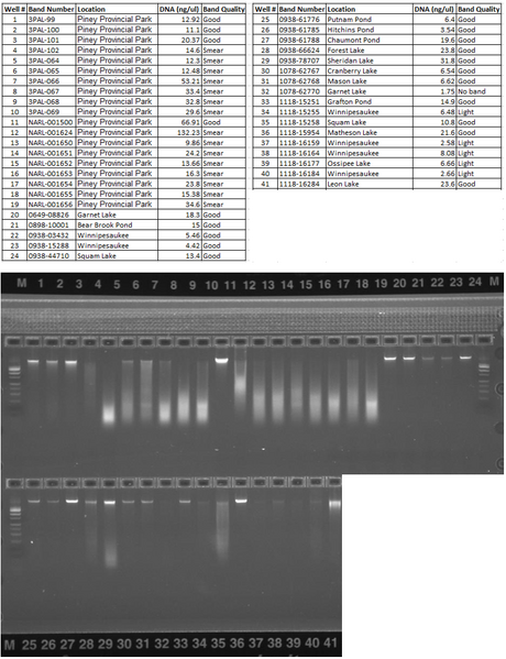 File:COLO2 5242017.PNG