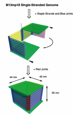 Fig. 4 DNA origami box2