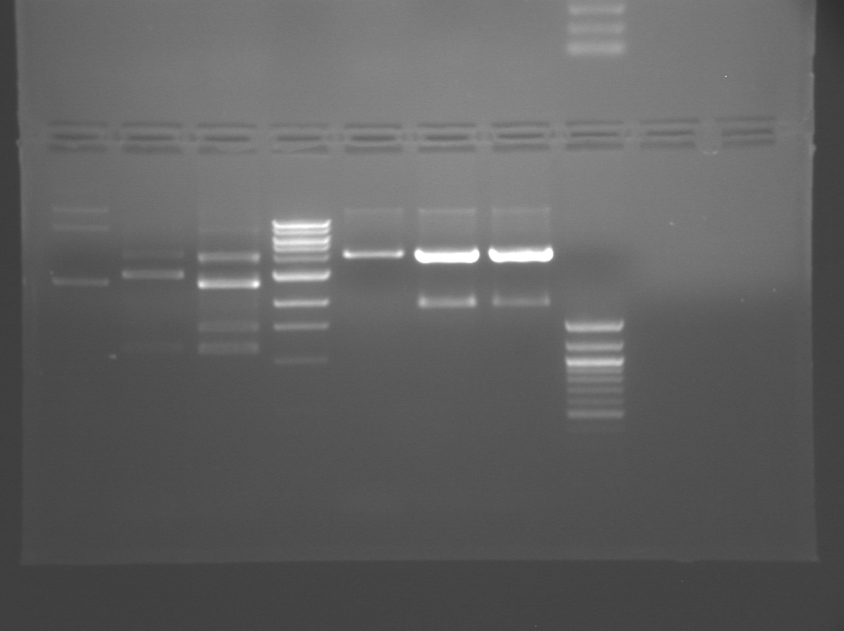 File:S09 M1D3 TR Purple.BMP