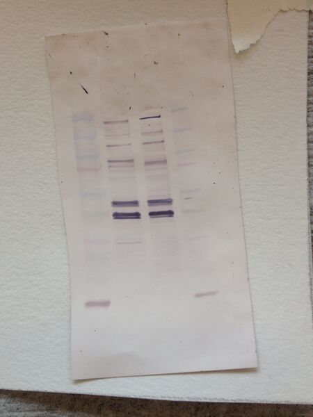 File:S14 M2D4 WF-Wht.JPG