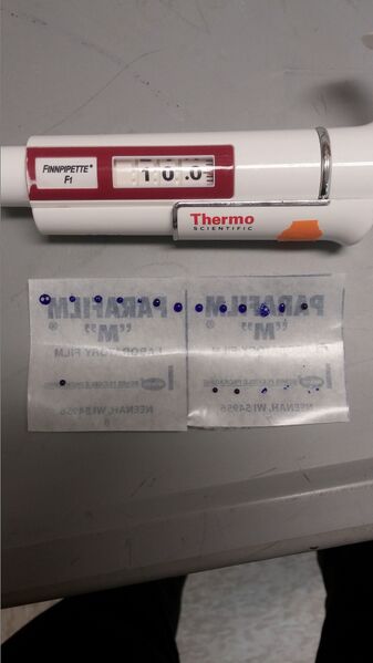 File:Juice on Parafilm.jpg