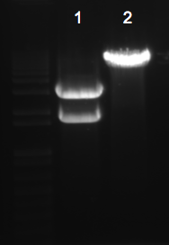 File:KAH 040610 gel1.tif