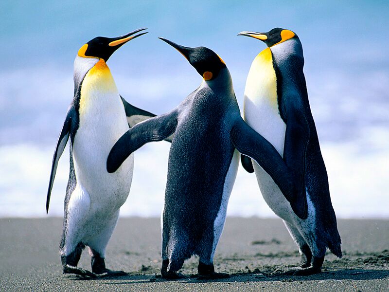 File:Penguins.jpg