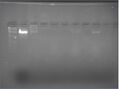 2% agarose, EtBr, 10mM MgCl2, 1hr @ 80V, DARKER IMAGE
