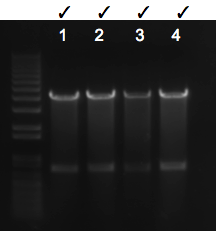 File:KAH 072510 gel1.tif