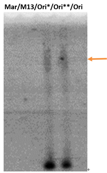 File:S Outside-gel-3.2.png