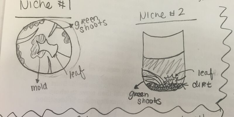 File:Sample Niches.jpg
