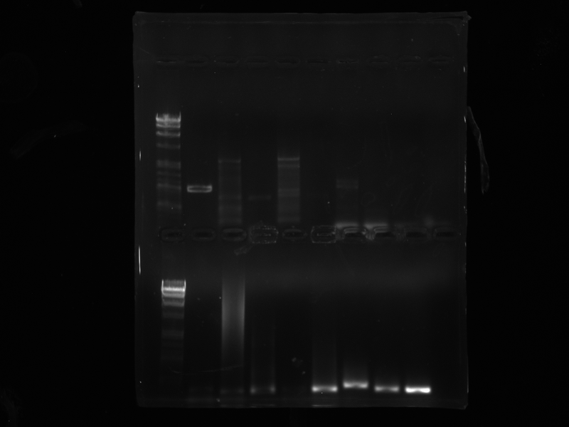 File:03-29-12 lox colony run and cholera.tif