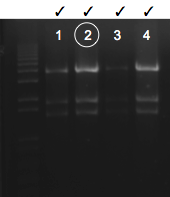 File:KAH 032910 gel1.tif